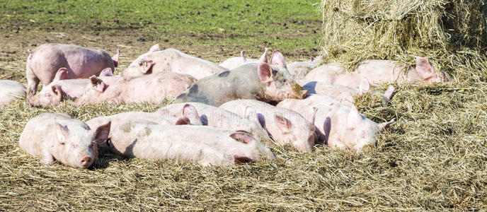 生物农场里的一群猪
