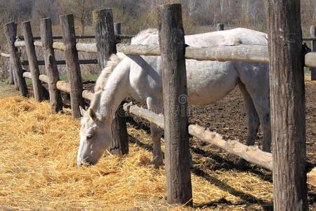 篱笆后面的马