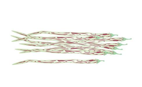 白背上新鲜成熟的毛中心体照片