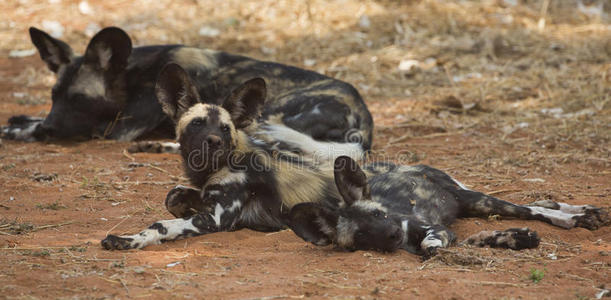 幼狗躺着的非洲野狗幼崽照片