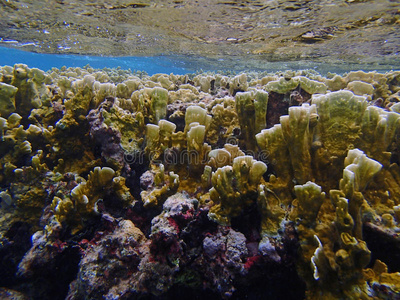 加勒比海浮潜