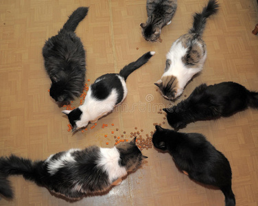 猫想吃东西七只猫在吃东西照片
