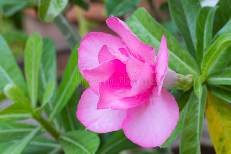 欧贝母,沙漠玫瑰,黑斑羚百合或假杜鹃花照片