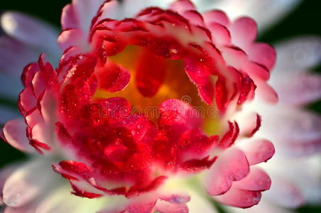 美丽的红雏菊