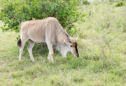 一只美丽的大羚羊在大草原上吃草