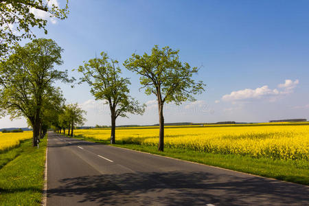田野乡村小路图片