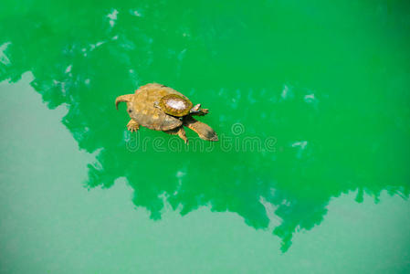 海龟二在绿色的海水中,一只小海龟骑在妈妈的背上照片