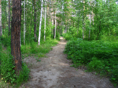 木材 俄罗斯 针叶树 桦木 风景 季节 森林 蕨类植物 细枝