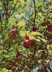 树枝上的红苹果复古风格
