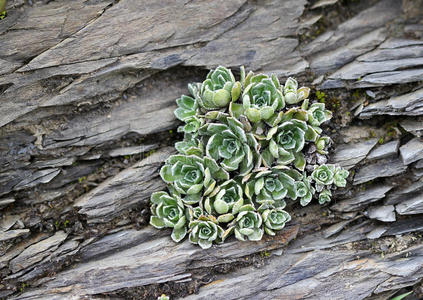 高山植物区系普通韭菜