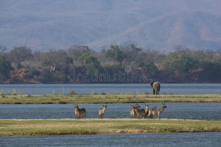 赞比齐河边常见的水嘴和大象