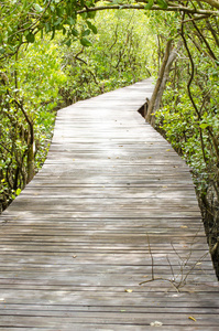 旅行者 建设 徒步旅行 树叶 森林 国家的 假日 走廊 危险