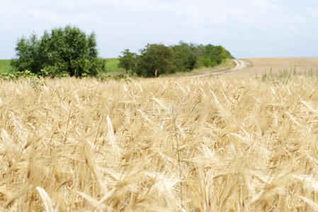 国家 谷类食品 玉米 草地 美丽的 场景 自然 环境 地平线