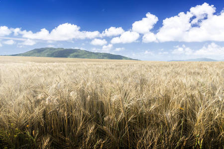 国家 大麦 收获 地平线 农业 风景 土地 生长 作物 农田