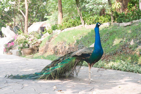 动物园里美丽的蓝绿孔雀