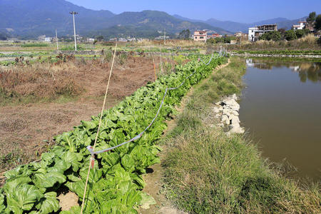 国家 园艺师 蔬菜 农业 花园 山冲 瓷器 池塘 城市 生长