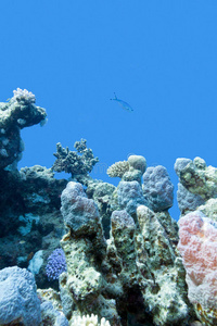 五颜六色的珊瑚礁，在蓝色的水背景下，热带海底有坚硬的珊瑚
