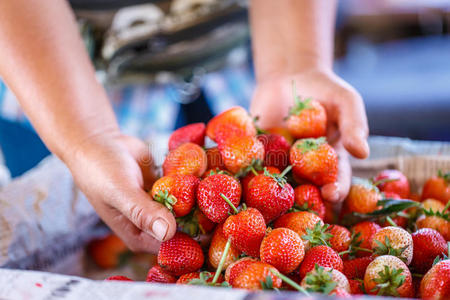 手里拿着新鲜的草莓