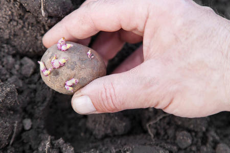 种植马铃薯块茎入土摄影图
