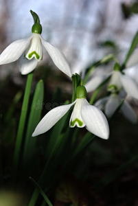 雪花莲