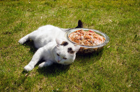 碗生牛肉片在草地和肥猫