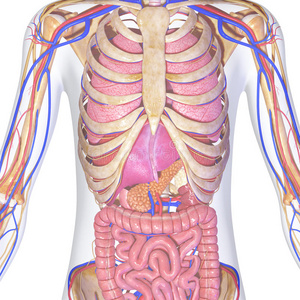有器官的骨骼人体器官人体器官具有胃内器官图形可视化的妇女人体器官
