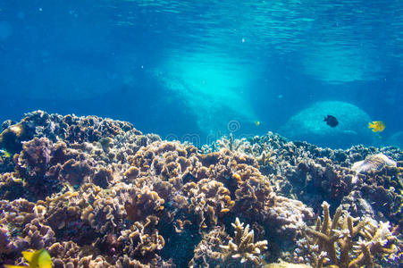 阳光下的珊瑚礁与热带鱼