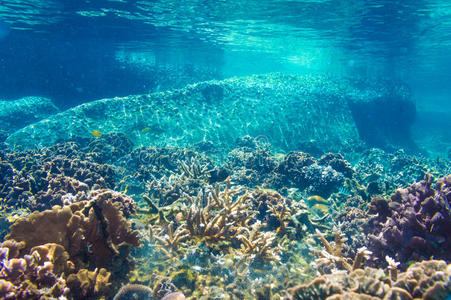 阳光下的珊瑚礁与热带鱼
