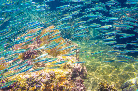 蓝海珊瑚礁中的凤尾鱼群