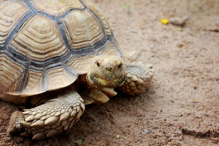 乌龟在动物园里走得很慢