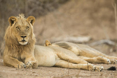 狮子(黑豹狮子座)侧卧照片