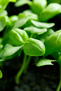 发芽 蔬菜 农业 健康 香料 生活 草本植物 植物 植被