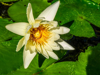 池塘 宗教 树叶 百合花 公司 植物 开花 优雅 莲花 浪漫的