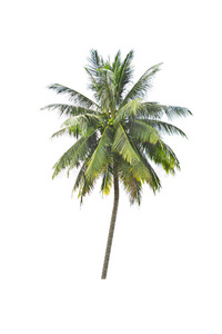 白底椰树