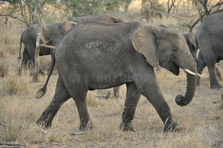 大象在其他大象中间行走