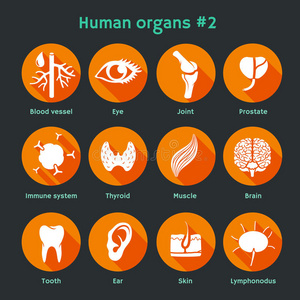 带有人体器官和系统的矢量平面图标