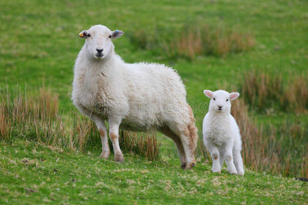 羔羊和母羊照片