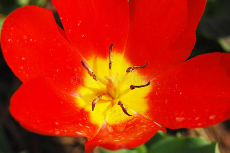 红色郁金香花特写。