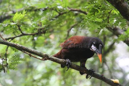 哥斯达黎加montezuma oropendola