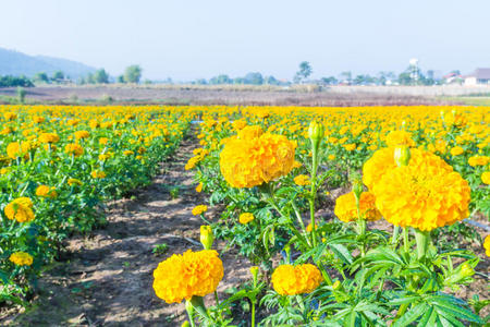 泰国万寿菊花园