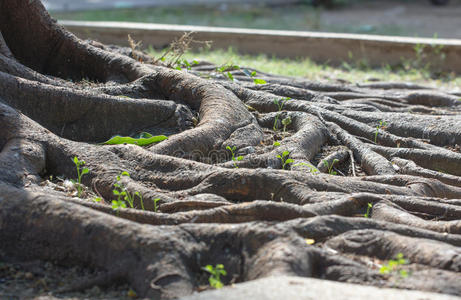 泰国古树的坚固根