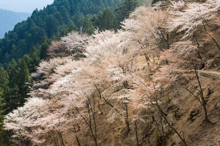 樱花风光