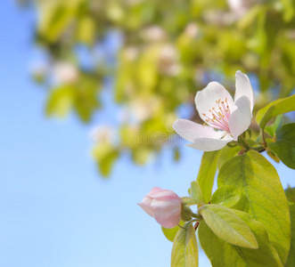 春天樱花