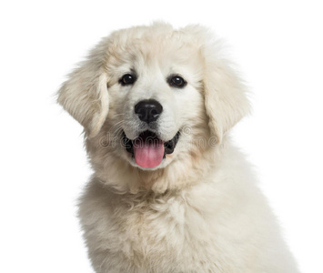 男生大背头头像波兰塔特拉牧羊犬的头像(3个月大)照片