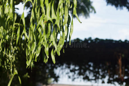 蕨类植物