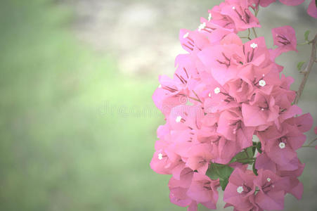 粉红色的花