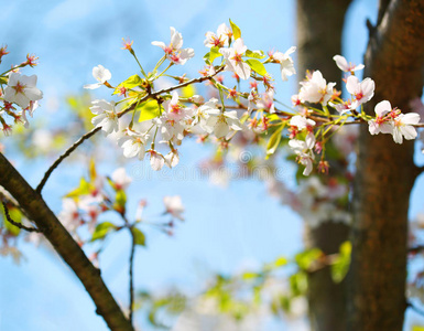 樱桃 稠李属 修剪 美丽的 花瓣 植物 花的 雌蕊 日本人