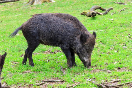 觅食猪野猪在田野里照片