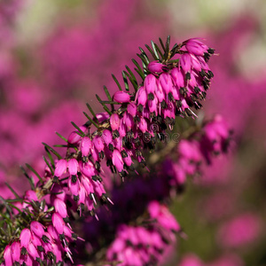 艾丽卡美丽的花朵鲁比.埃里卡卡内亚摄影图