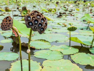 莲花莲蓬图片